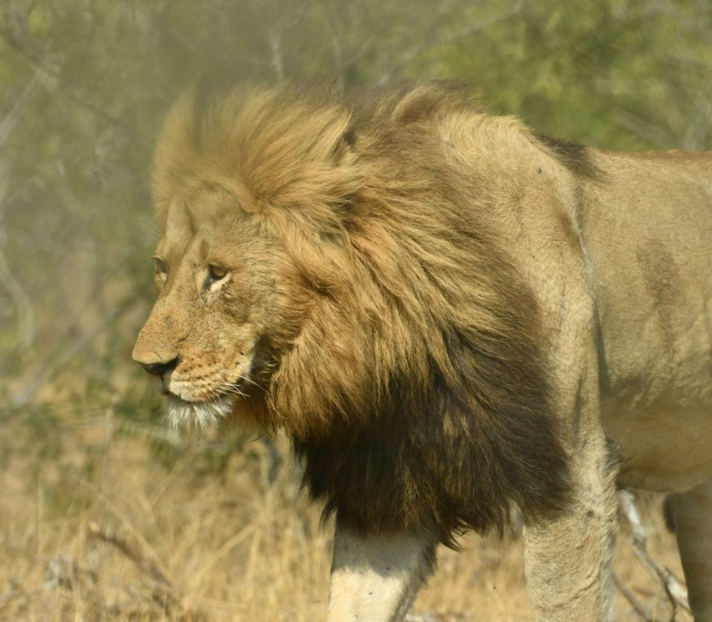 #bonangwenyalodgeandsafaris