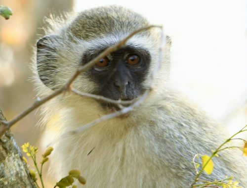 #bonangwenyalodgeandsafaris