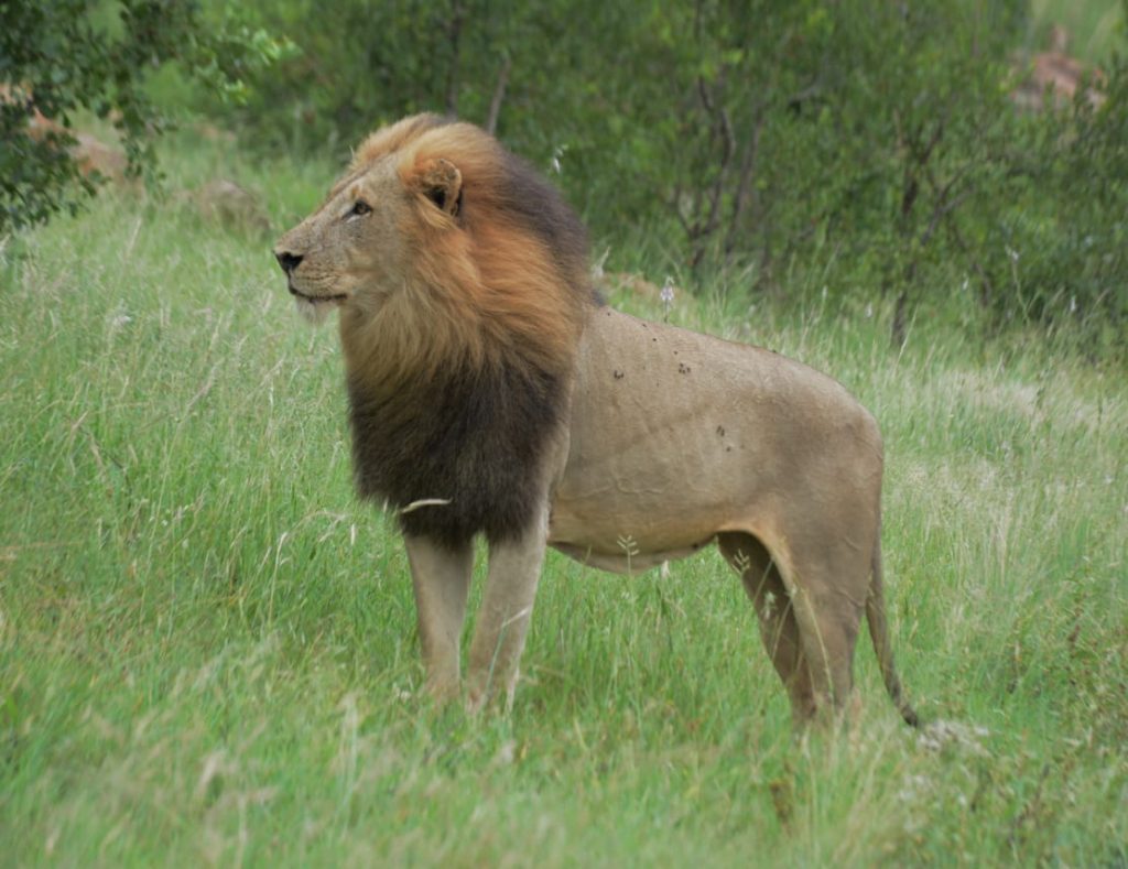 #bonangwenyalodgeandsafaris