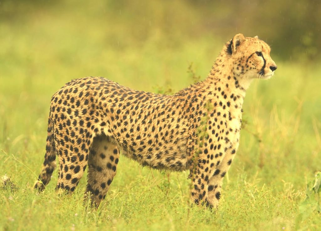 #bonangwenyalodgeandsafaris
