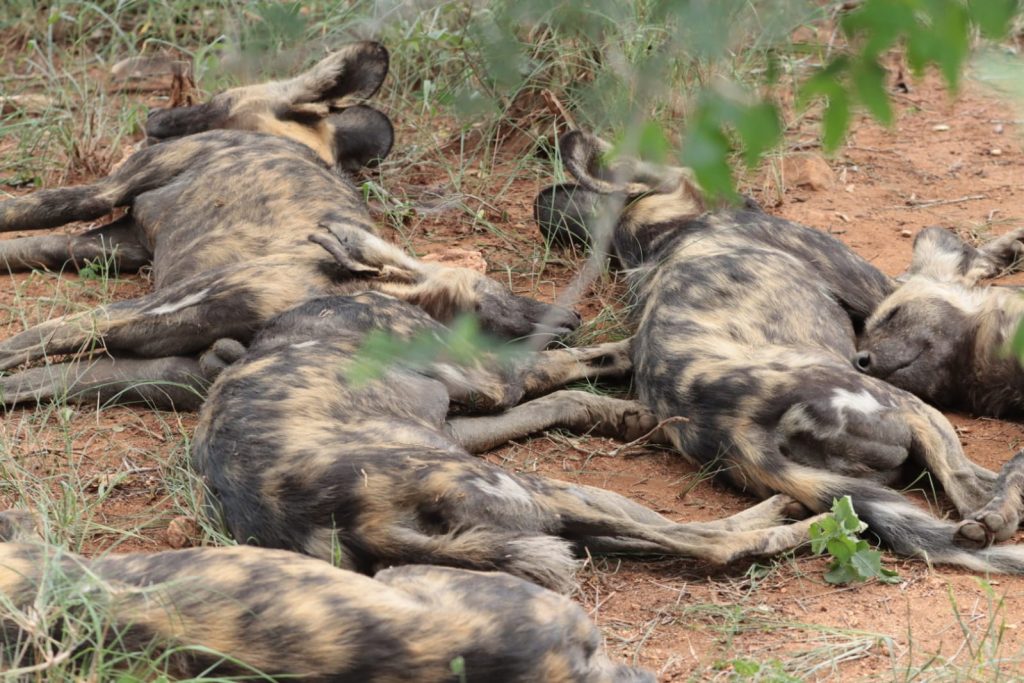 #bonangwenyalodgeandsafaris