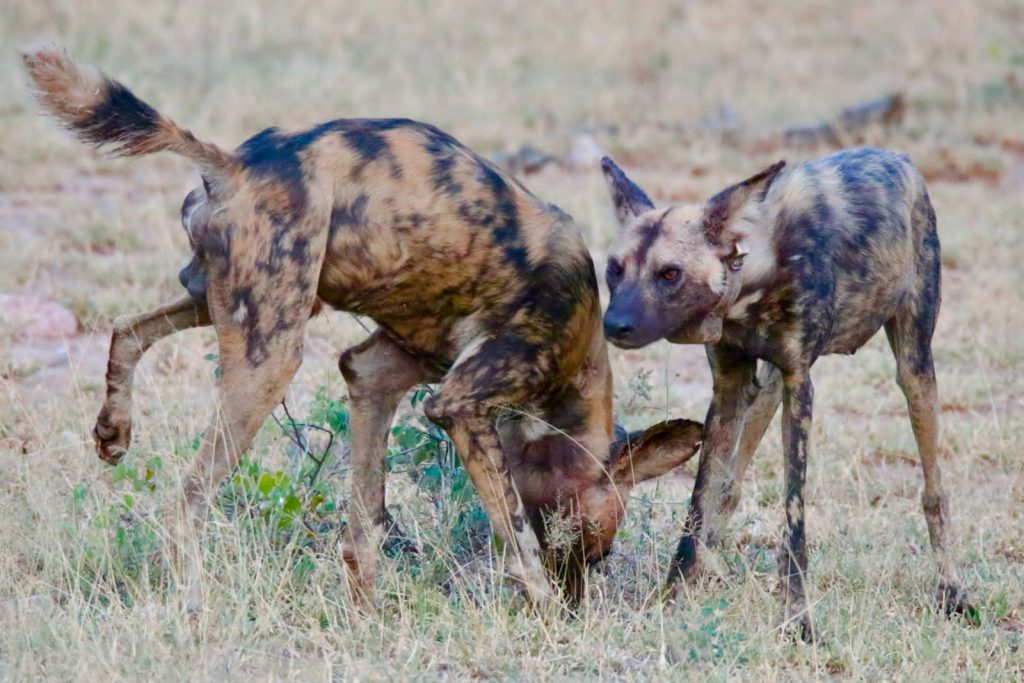 #bonangwenyalodgeandsafaris