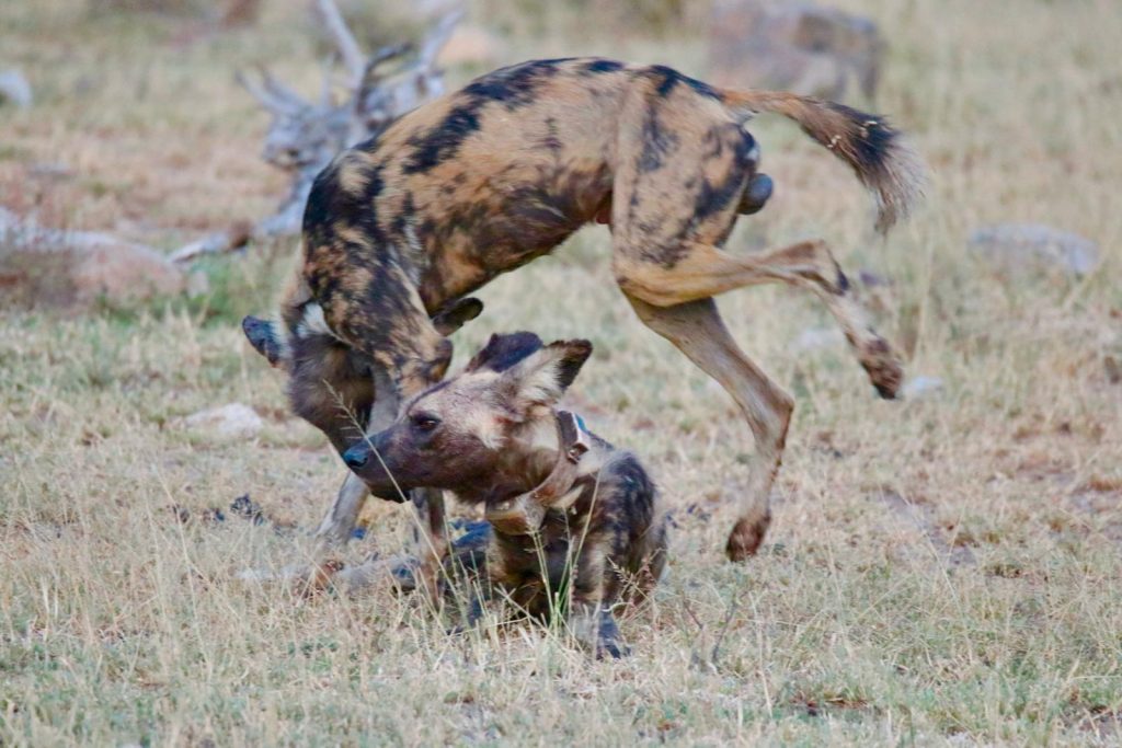 #bonangwenyalodgeandsafaris