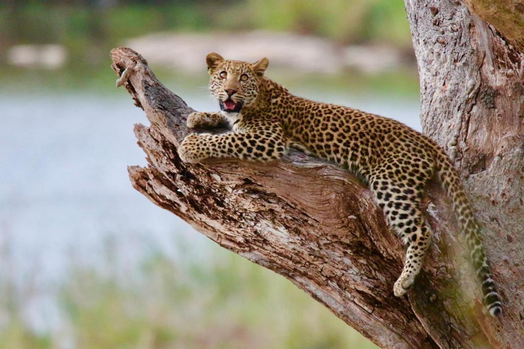 #bonangwenyalodgeandsafaris