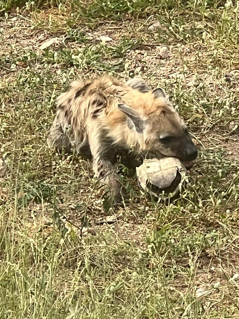 #bonangwenyalodgeandsafaris
