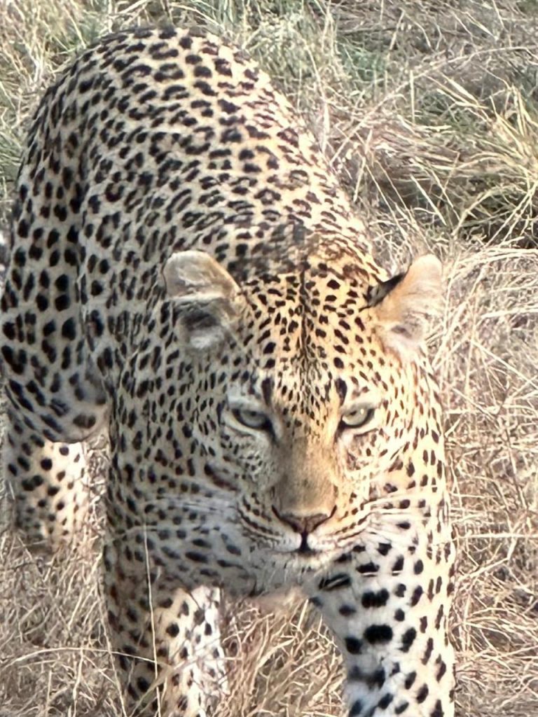 #bonangwenyalodgeandsafaris