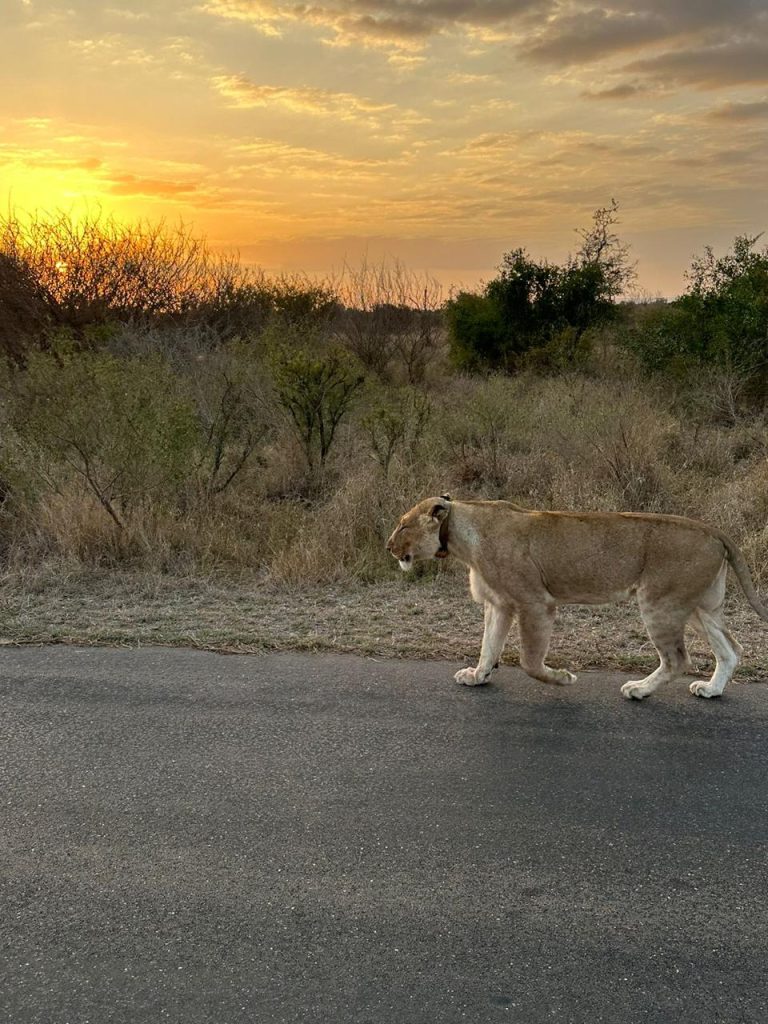 #bonangwenyalodgeandsafaris