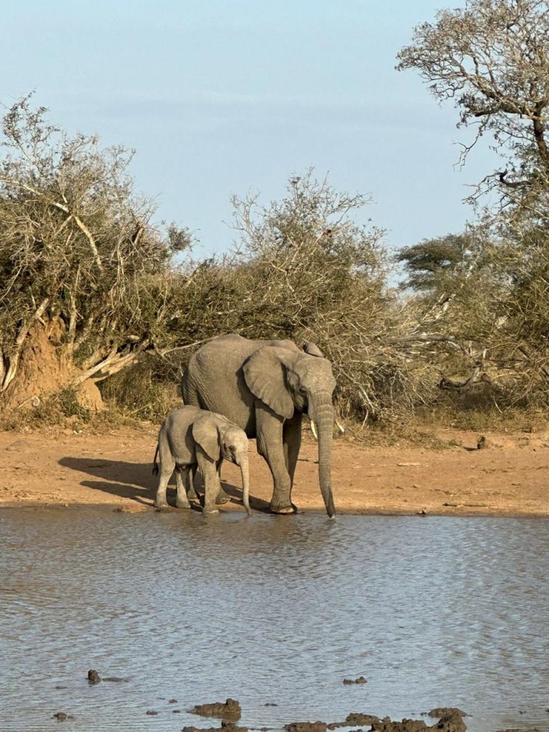 #bonangwenyalodgeandsafaris