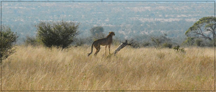 #bonangwenyalodge